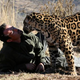 Illustration for article titled How to Cuddle With Lions and Not Die